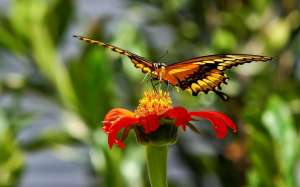 Butterfly-Feeding-With-Nectar-Wallpaper